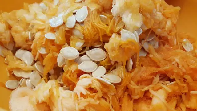 seeds of a pumpkin